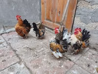 सेरामा — फ़ोटो 5