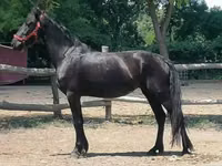 Yegua, Friesian — foto 3