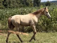 Caballo, Kentucky mountain daddle horse — foto 8
