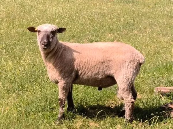 Bélier, Shroshire sheep