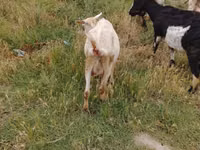 Ziege, Ziegen — Foto 8