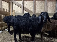 كبش, Baerchuke sheep — الصورة 1