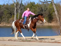 حصان, National Show Horse — الصورة 3