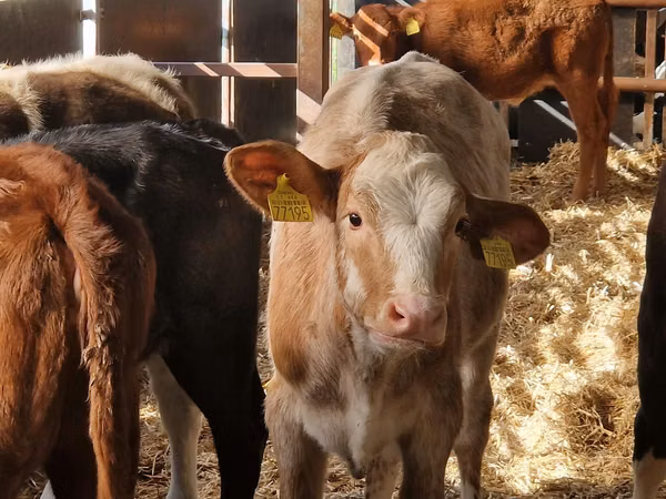 أبقار (دفعة، الجنس غير محدد), Simmental cattle