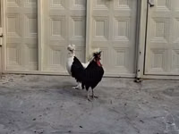 Chickens — फ़ोटो 4