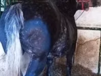 Mare, Horses — photo 2