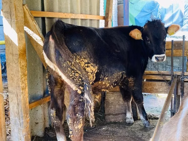公牛, Swiss cattle