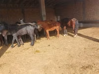 Cheval, Horse breed — photo 4