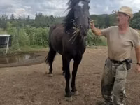Jument, Međimurje horse — photo 2