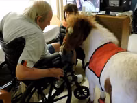 Kuda betina, Miniature horse — foto 7