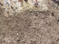 Ziegenbock, Nubian Goat — Foto 4