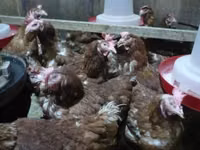 Poule danoise — photo 6