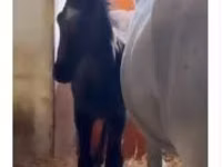 Stute, Lipizzaner — Foto 5