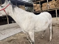 Jument, Tersk horse — photo 3