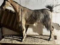 雌ヤギ, Alpine goat — 写真 3
