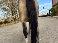 Jument, Welsh Mountain Pony — photo 3