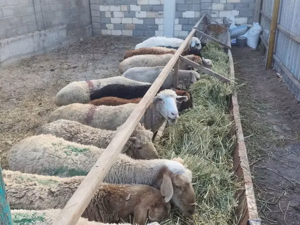 Sheep, Sheep