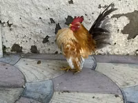 Chickens — Foto 1