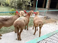雌羊, Arashan sheep — 写真 3