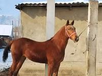 Caballo, Karabair horse — foto 2