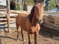 Kuda jantan, Thoroughbred horse — foto 4