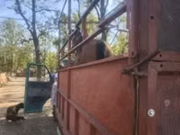 Cheval, Chevaux — photo 5
