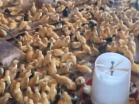 Ducks — photo 2