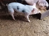 خنزير ذكر — الصورة 3