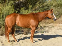 Yegua, Quarter Horse — foto 5