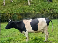 Vache, Ayrshire — photo 2