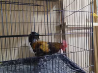 Bantam japonesa — foto 4