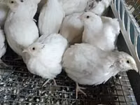 Putih Inggris — foto 2