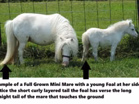 حصان, Miniature horse — الصورة 8