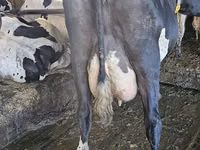 Cow, Holstein breed — photo 4