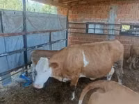Vaca, French Simmental cattle — foto 3
