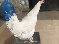 Chickens — Foto 8