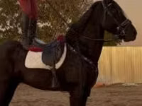 حصان, Friesian — الصورة 3