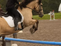 Horse (M), Horses — photo 4