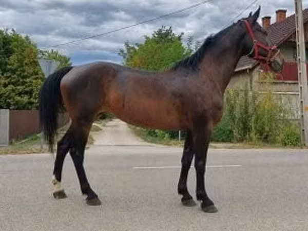 Jument, Chevaux