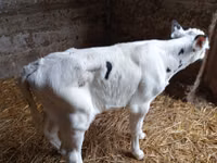 Bulle, Holstein-Rasse — Foto 3