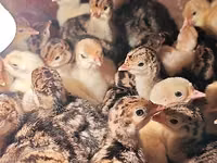 بوربونيز — الصورة 7