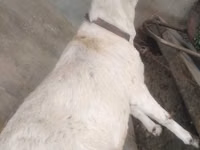 Cabras (lote, sexo no especificado), Barbari goats — foto 2
