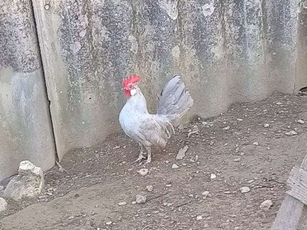 Holländisches Bantam