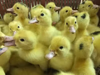 Ducks — photo 6