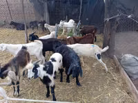 Ziegenbock, Pomellata goat — Foto 1