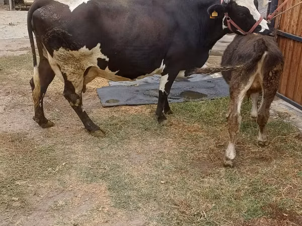 Vaca, Raza Alatau