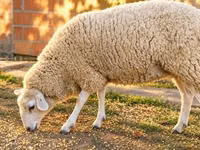 Oveja, British  Milksheep — foto 3