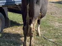 Banteng, Cattle — foto 5