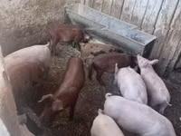 Cerdos (lote, sexo no especificado) — foto 2