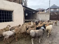 मेढ़ा, Rhon sheep — फ़ोटो 8